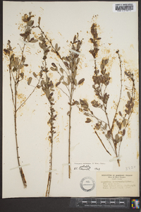 Lespedeza intermedia image