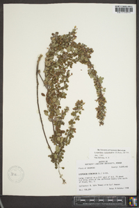 Lespedeza intermedia image