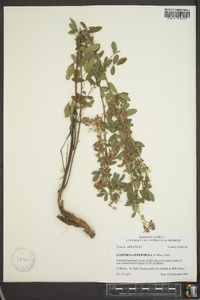 Lespedeza intermedia image