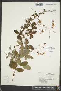 Lespedeza intermedia image