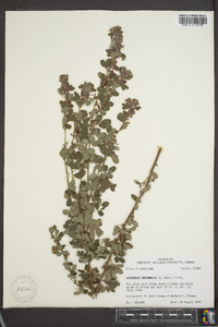 Lespedeza intermedia image