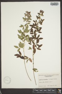 Lespedeza intermedia image