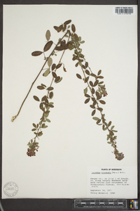 Lespedeza intermedia image