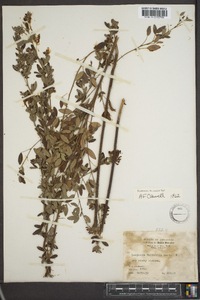 Lespedeza × nuttallii image