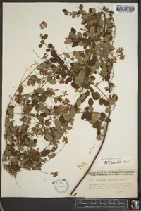 Lespedeza × nuttallii image