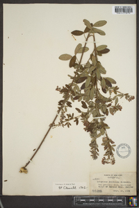 Lespedeza × nuttallii image