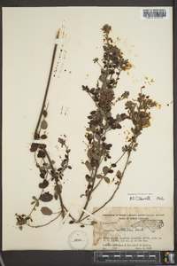 Lespedeza × nuttallii image