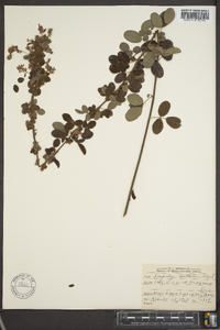 Lespedeza × nuttallii image