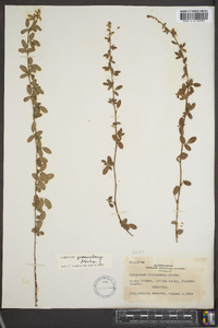 Lespedeza procumbens image