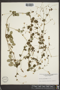 Lespedeza procumbens image