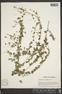 Lespedeza procumbens image