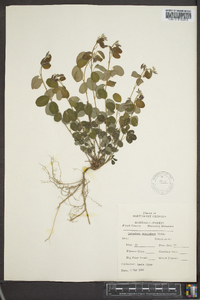 Lespedeza procumbens image