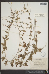 Lespedeza procumbens image