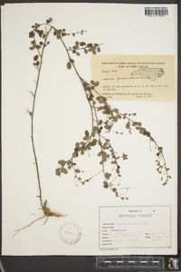 Lespedeza procumbens image