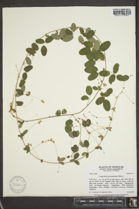 Lespedeza procumbens image