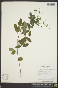 Lespedeza procumbens image