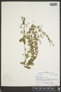 Lespedeza repens image