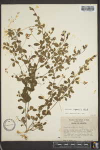 Lespedeza repens image