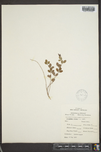 Lespedeza repens image