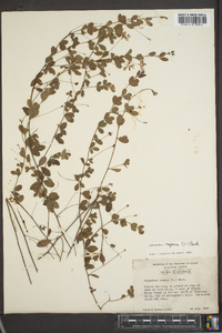 Lespedeza repens image