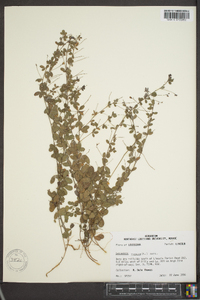 Lespedeza repens image