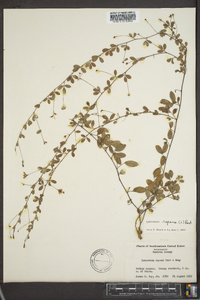 Lespedeza repens image