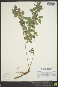 Lespedeza repens image