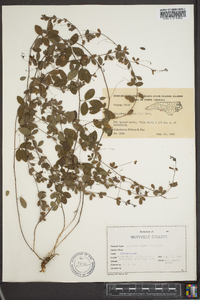 Lespedeza repens image