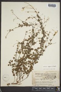 Lespedeza repens image