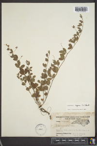 Lespedeza repens image