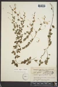 Lespedeza repens image