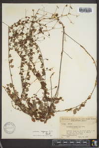 Lespedeza repens image