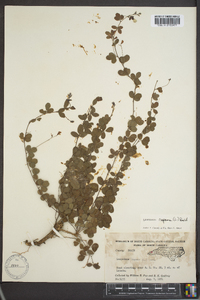 Lespedeza repens image