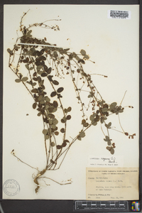 Lespedeza repens image