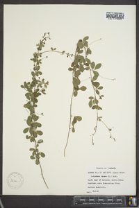 Lespedeza repens image