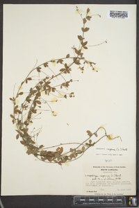 Lespedeza repens image