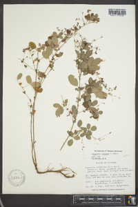 Lespedeza violacea image