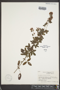 Lespedeza violacea image