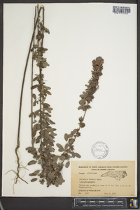 Lespedeza stuevei image