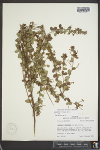 Lespedeza stuevei image