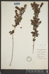 Lespedeza stuevei image