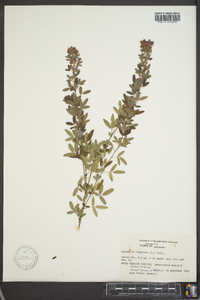 Lespedeza virginica image