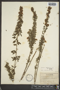 Lespedeza virginica image