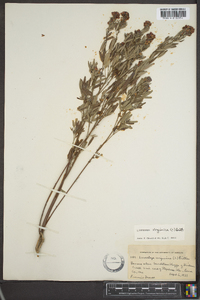 Lespedeza virginica image