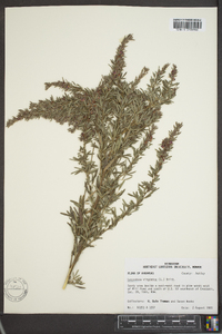 Lespedeza virginica image