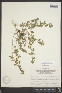 Kummerowia stipulacea image