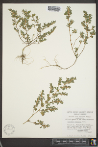 Kummerowia stipulacea image