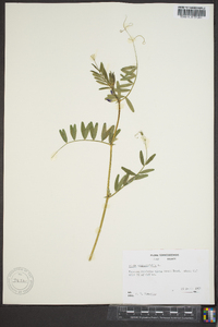 Vicia sativa subsp. nigra image