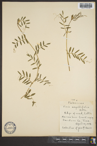 Vicia sativa subsp. nigra image