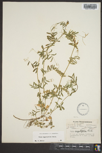 Vicia sativa subsp. nigra image